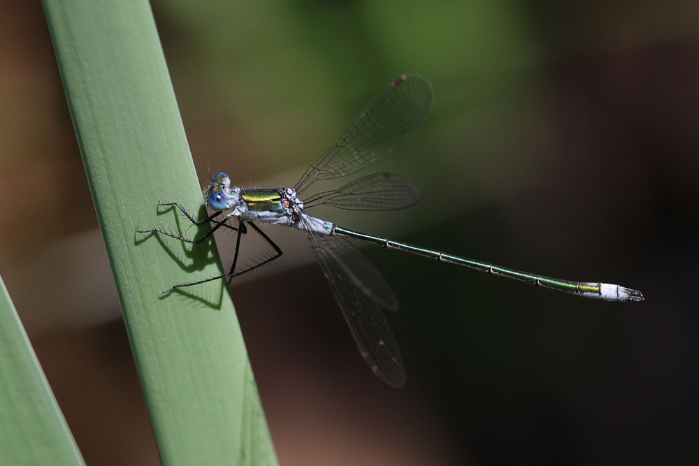 Lestes_sponsa